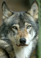 Sibirischer Wolf